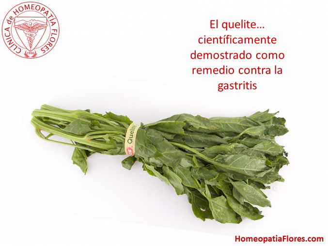 El quelite contra el Helicobacter