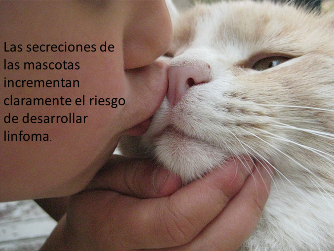 Investigación de universidad japonesa afirma que besar mascotas puede causar cáncer de estómago.