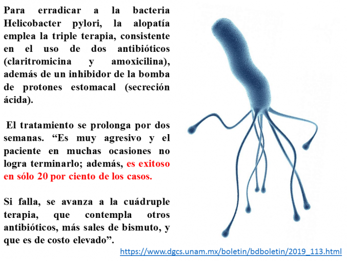 La homeopatía Amaranthus hybridus, para erradicar la infección por Helicobacter pylori